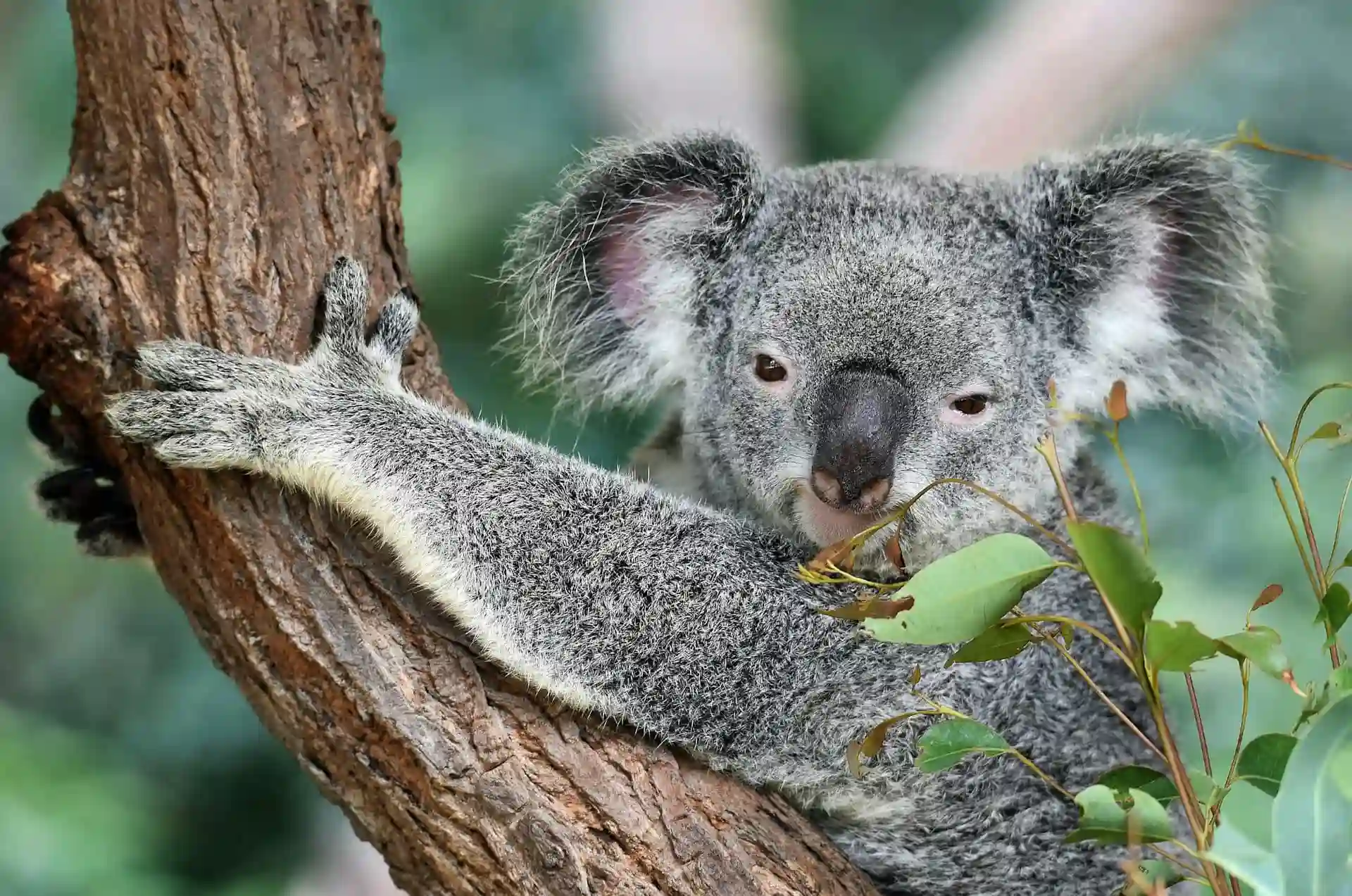 Koala Australie