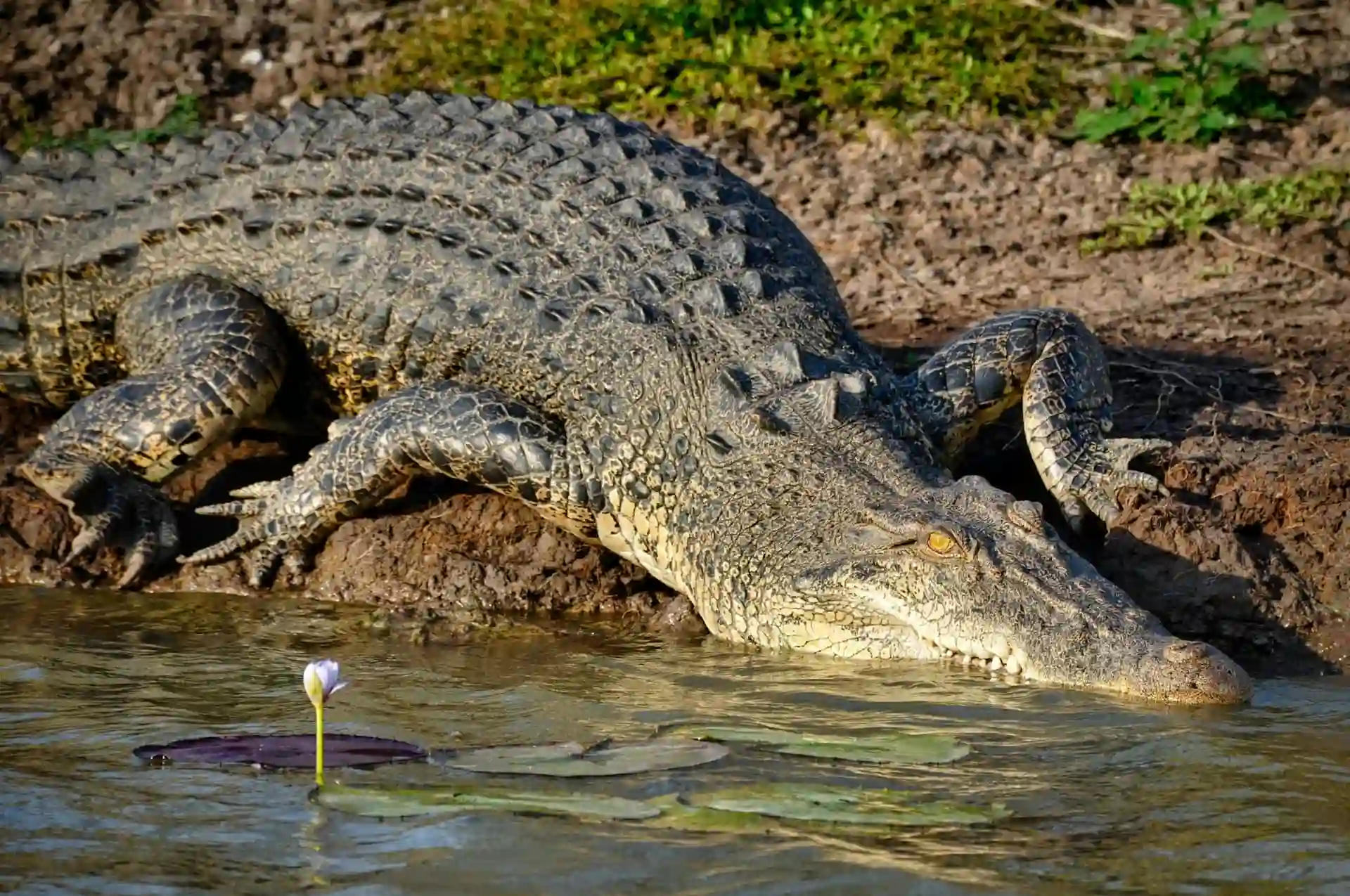 Crocodile Australie