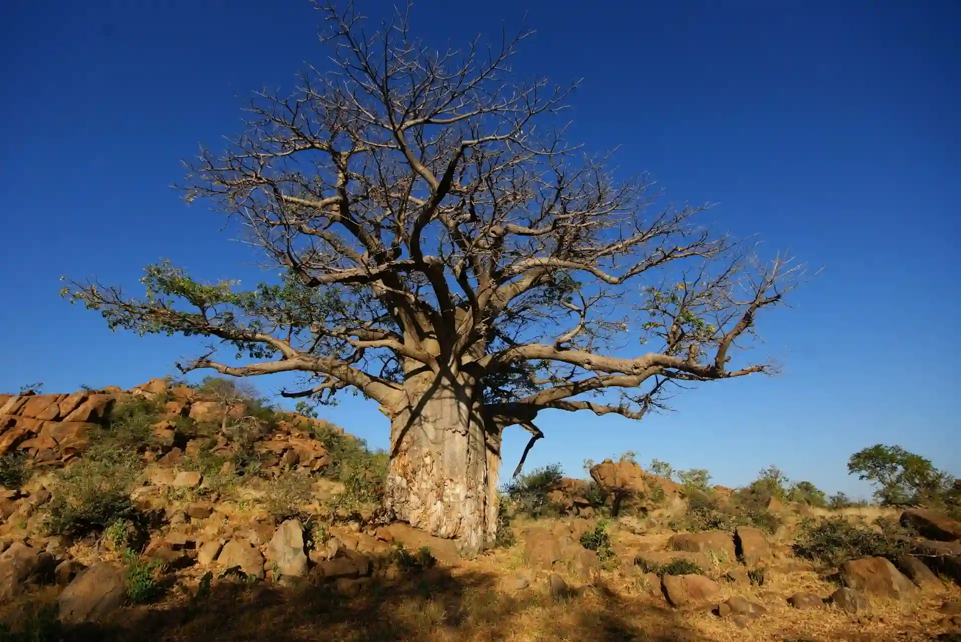 Makgadikgadi Pans Botswana