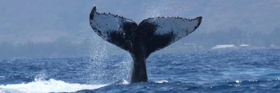 Baleines Réunion